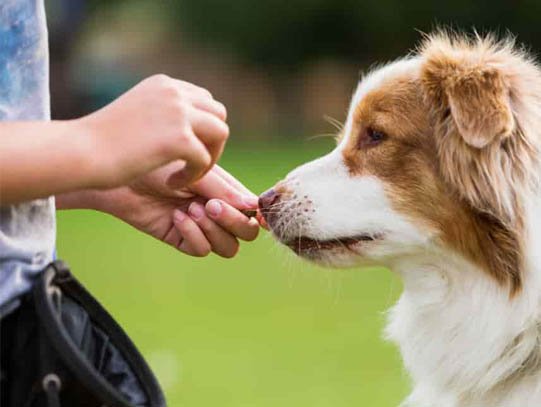 premios para perros